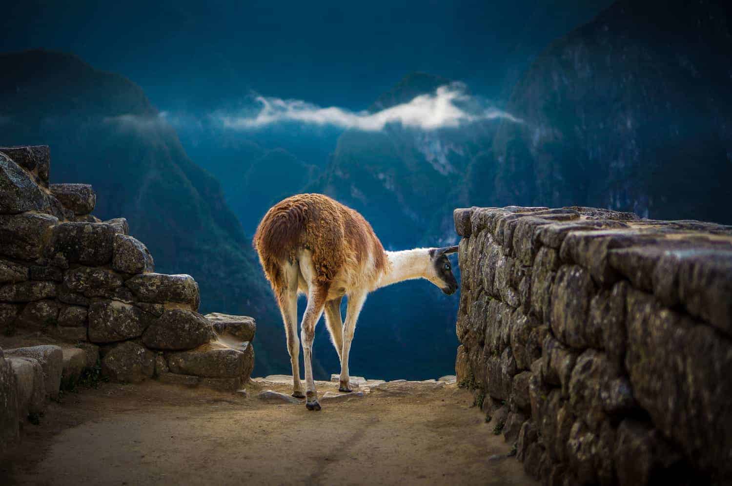 Machu Picchu